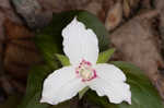 Painted trillium